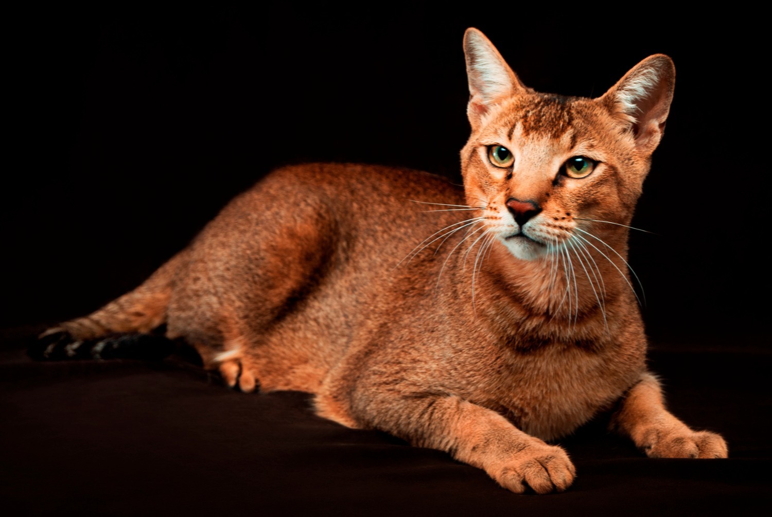 cat photo Chausie