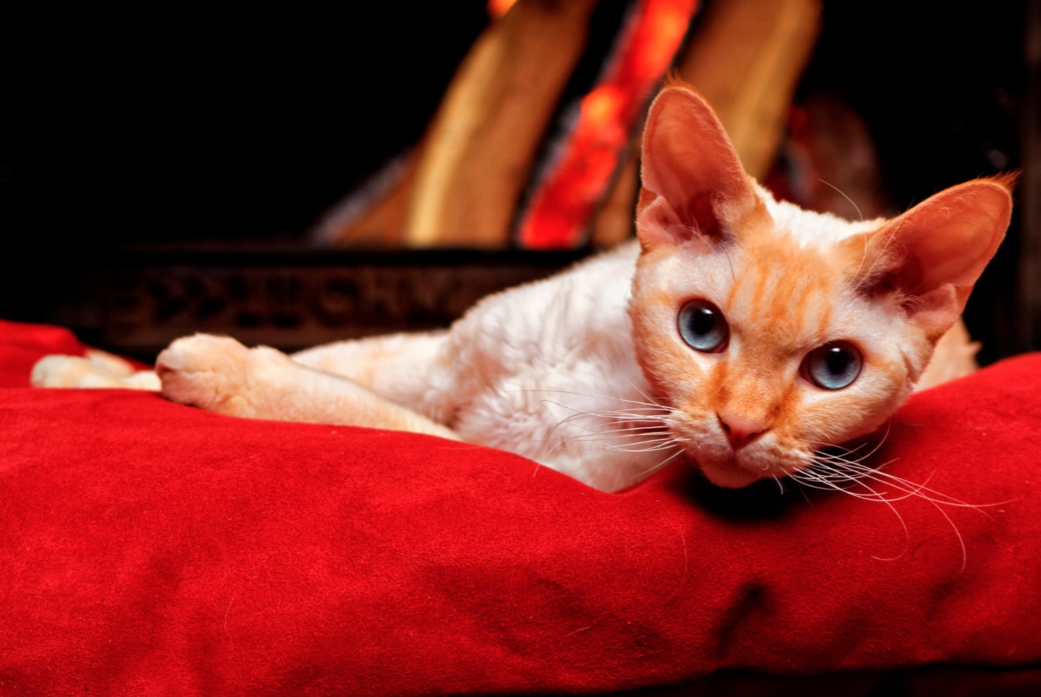 cat photo Devon Rex