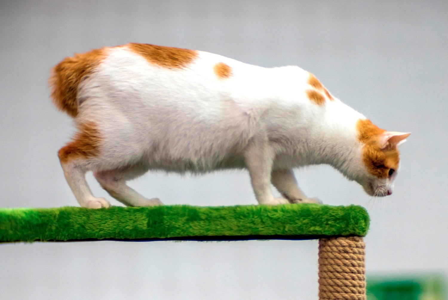 cat photo Japanese Bobtail