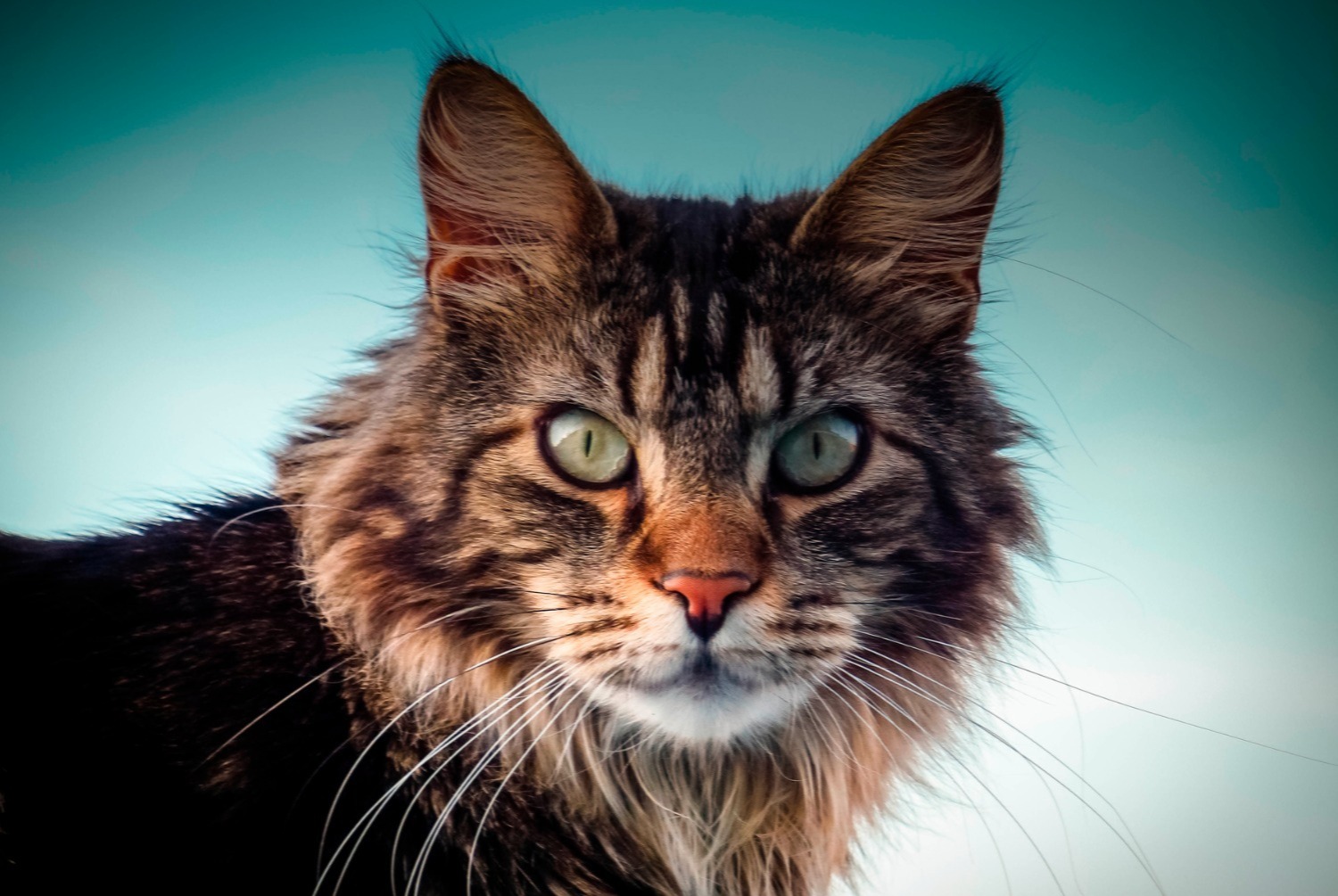 cat photo Maine Coon