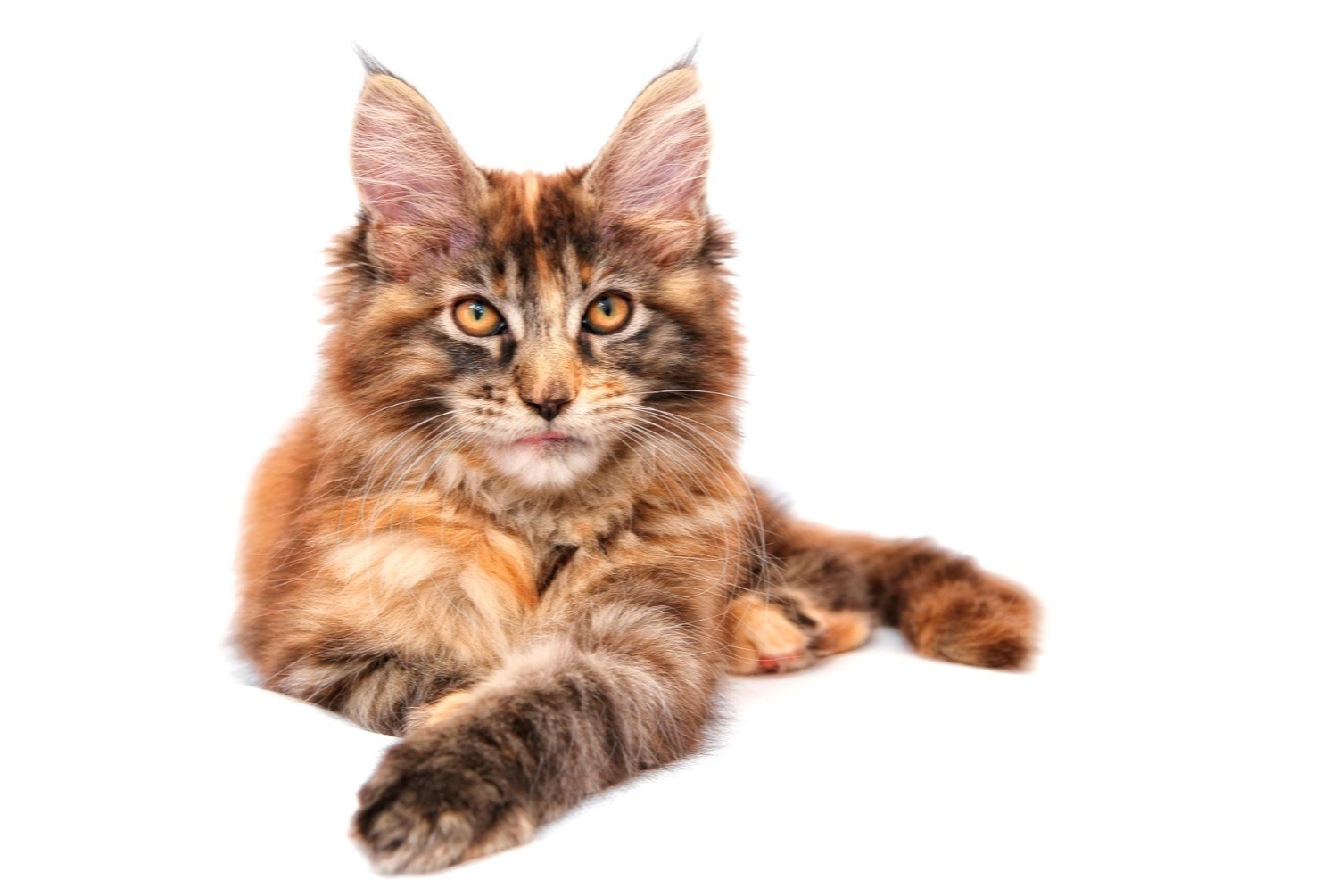 cat photo Maine Coon