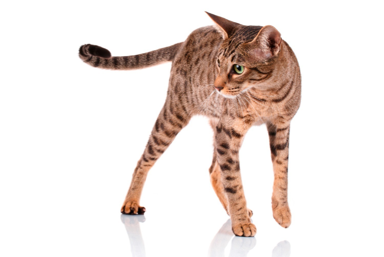 cat photo Ocicat