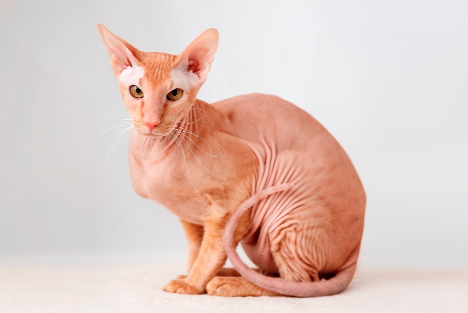 cat photo Peterbald