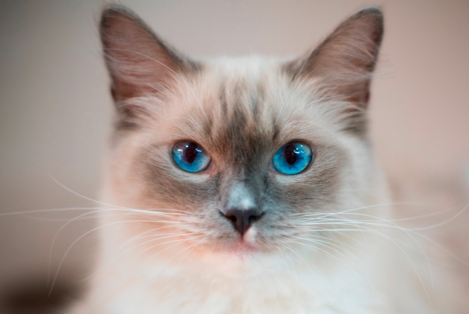 cat photo Ragdoll