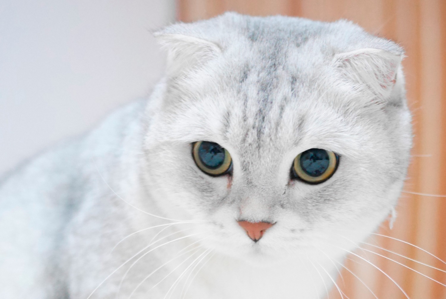 cat photo Scottish fold