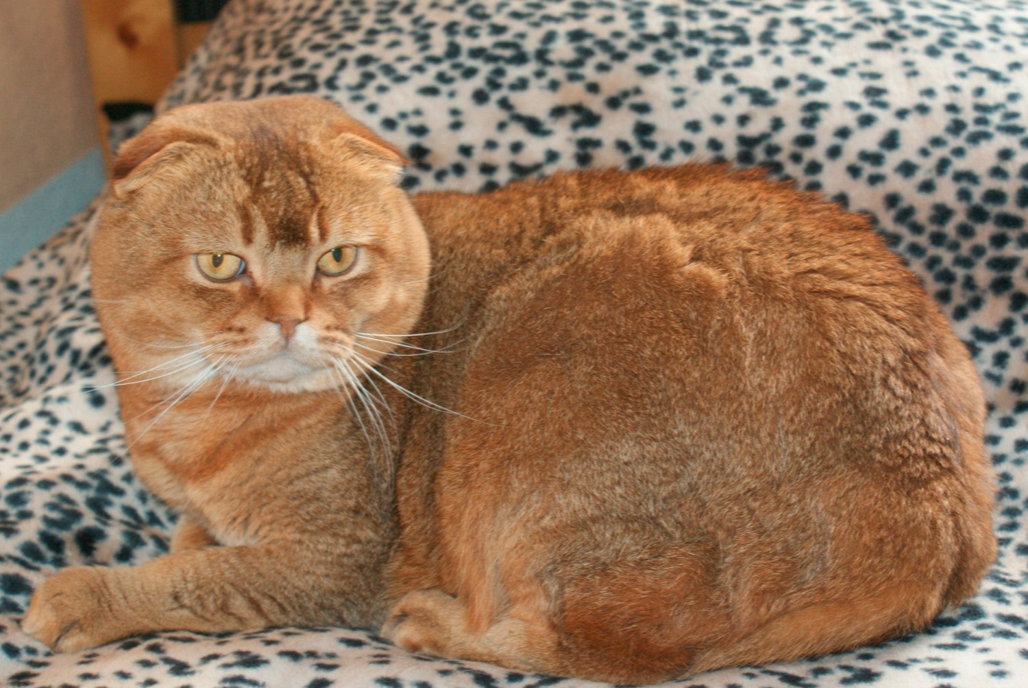 cat photo Scottish fold