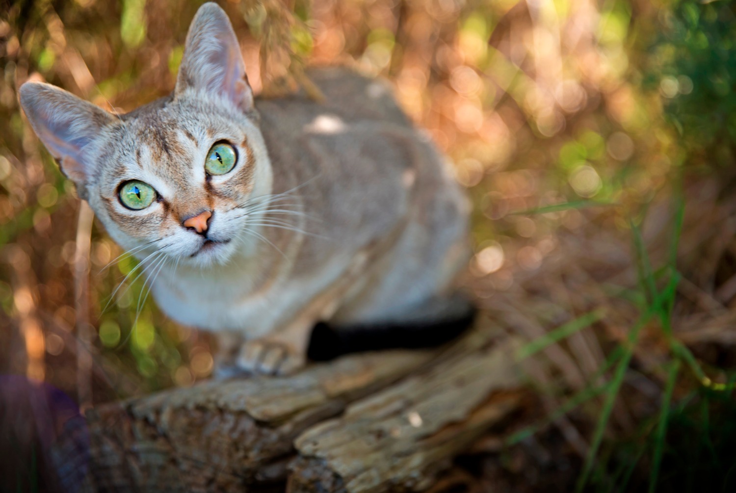 cat photo Singapura