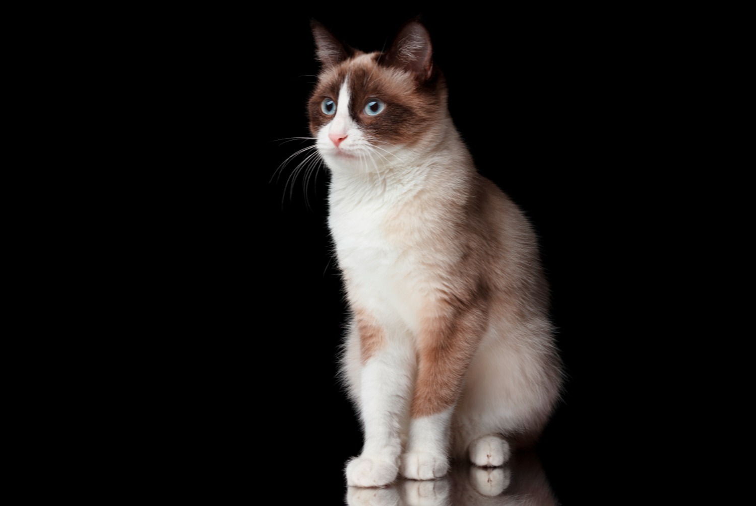 cat photo Snowshoe