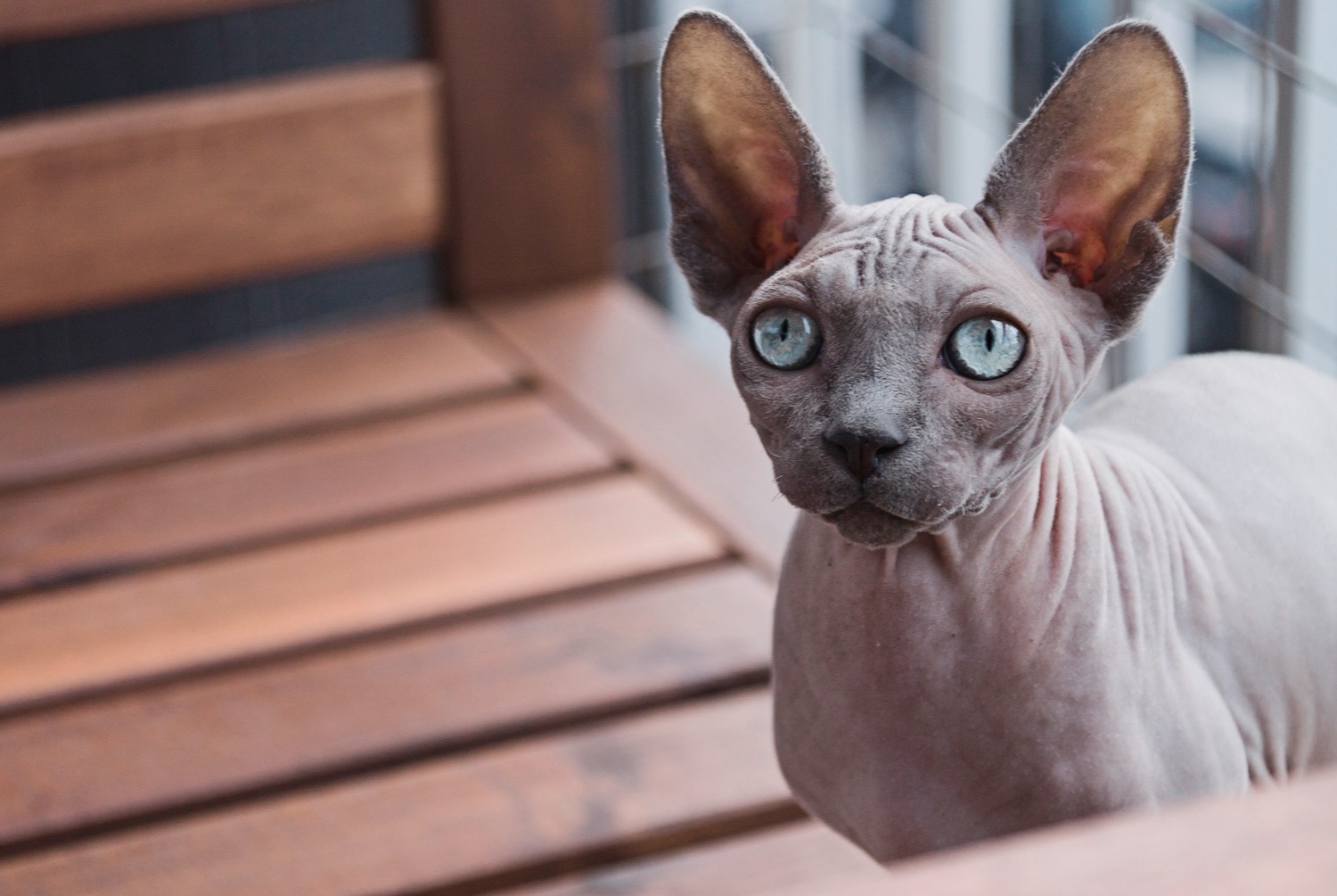 cat photo Sphynx