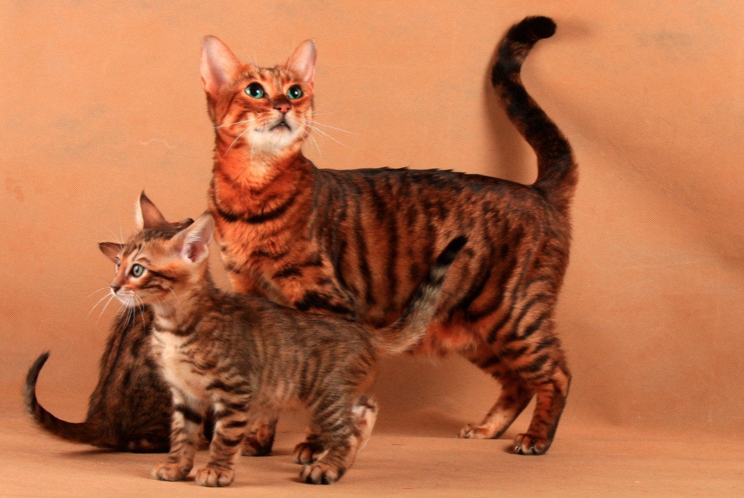 cat photo Toyger