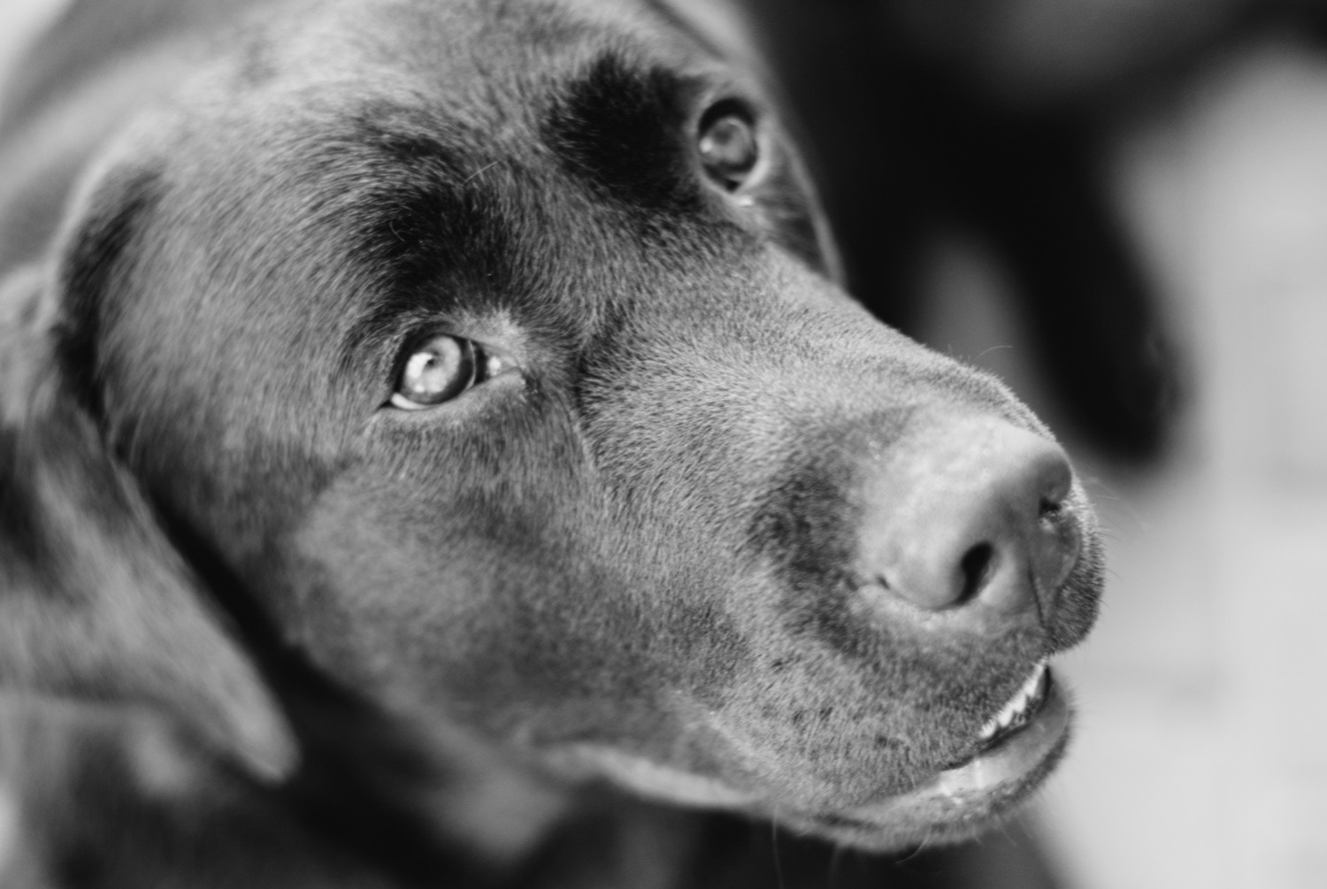 dog photo Chien de berger de Majorque