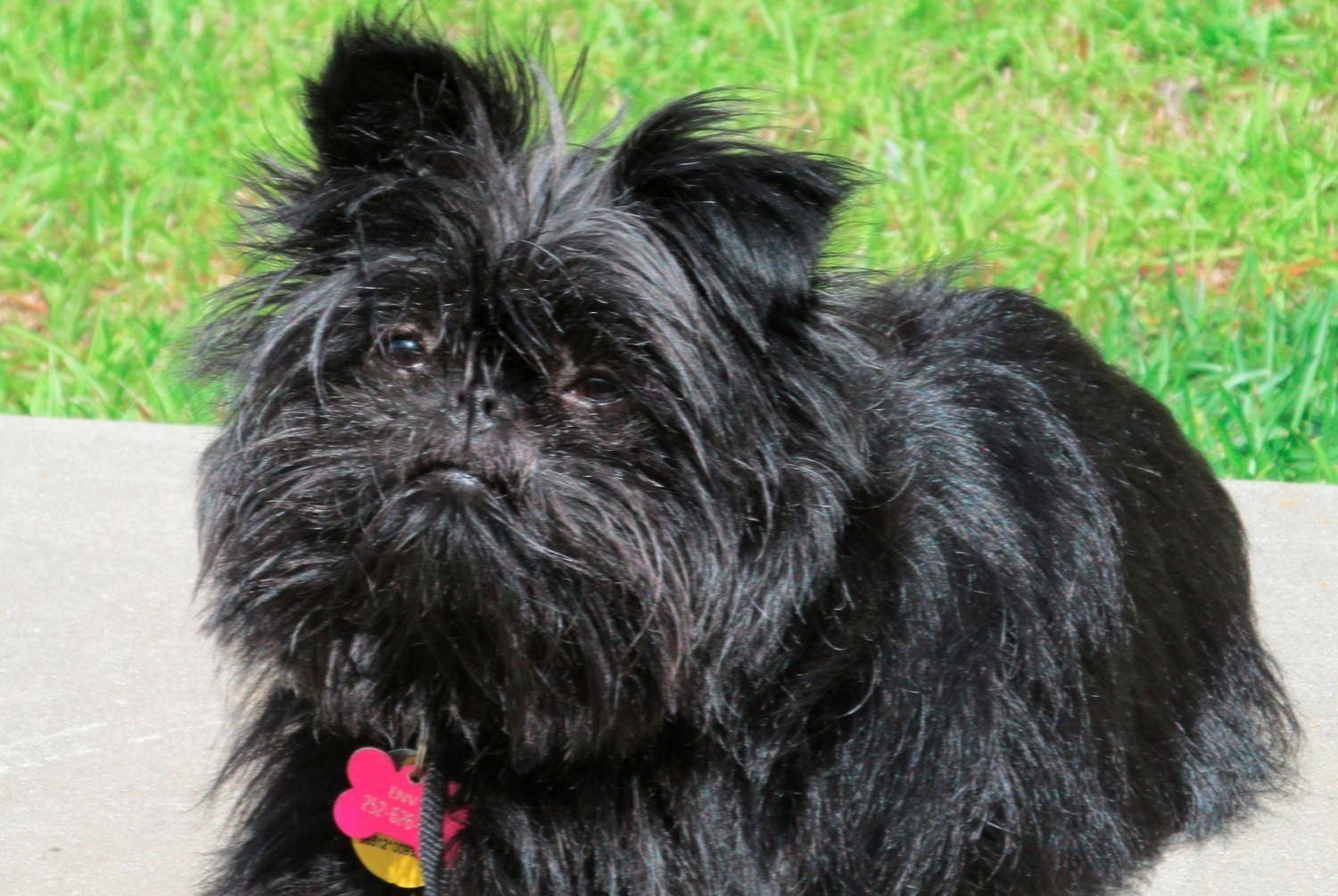 dog photo Affenpinscher