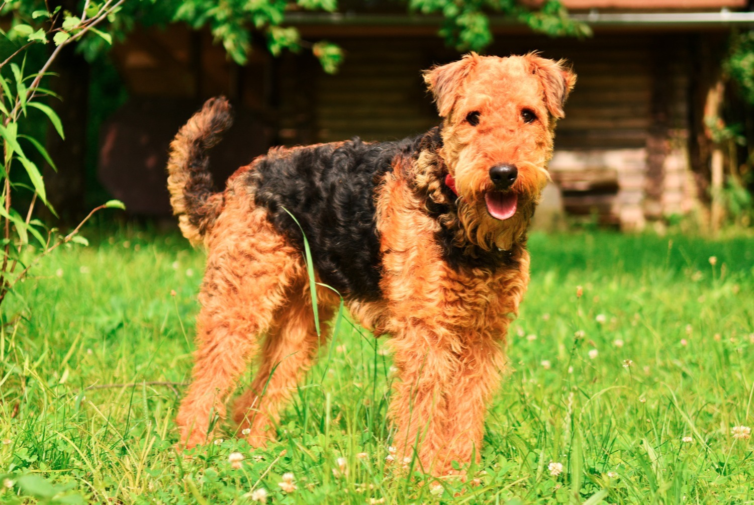 dog photo Airedale Terrier