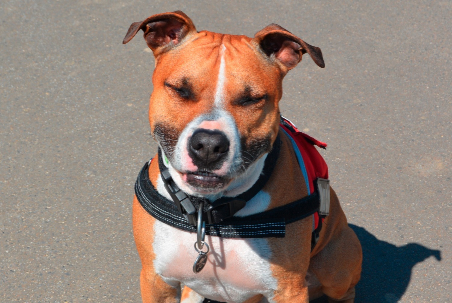 dog photo American Staffordshire Terrier