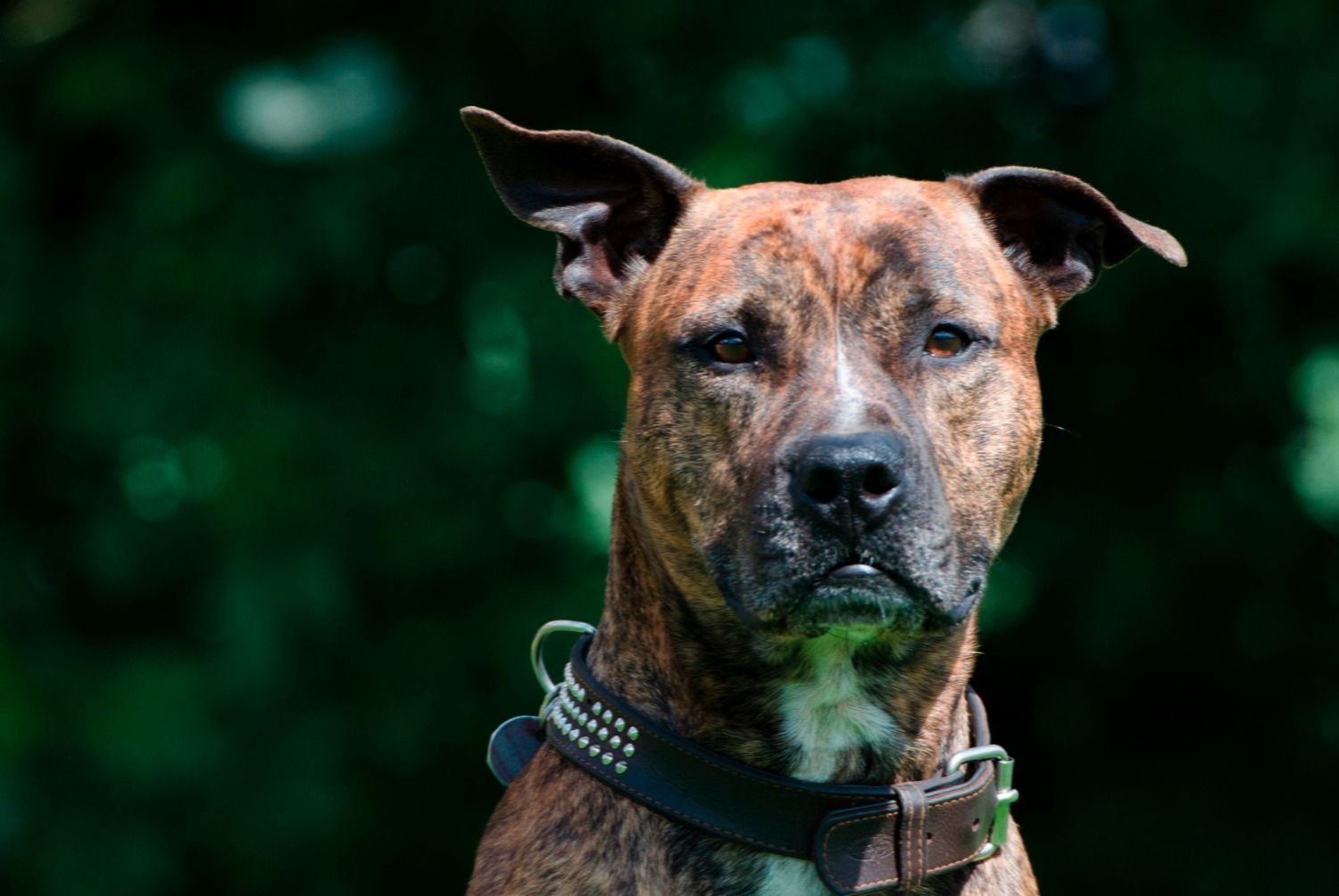 dog photo American Staffordshire Terrier