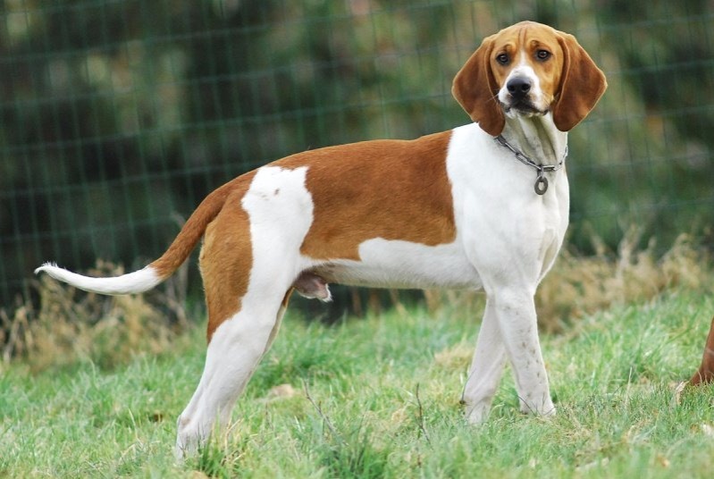 dog photo Anglo-Français de petite vénerie