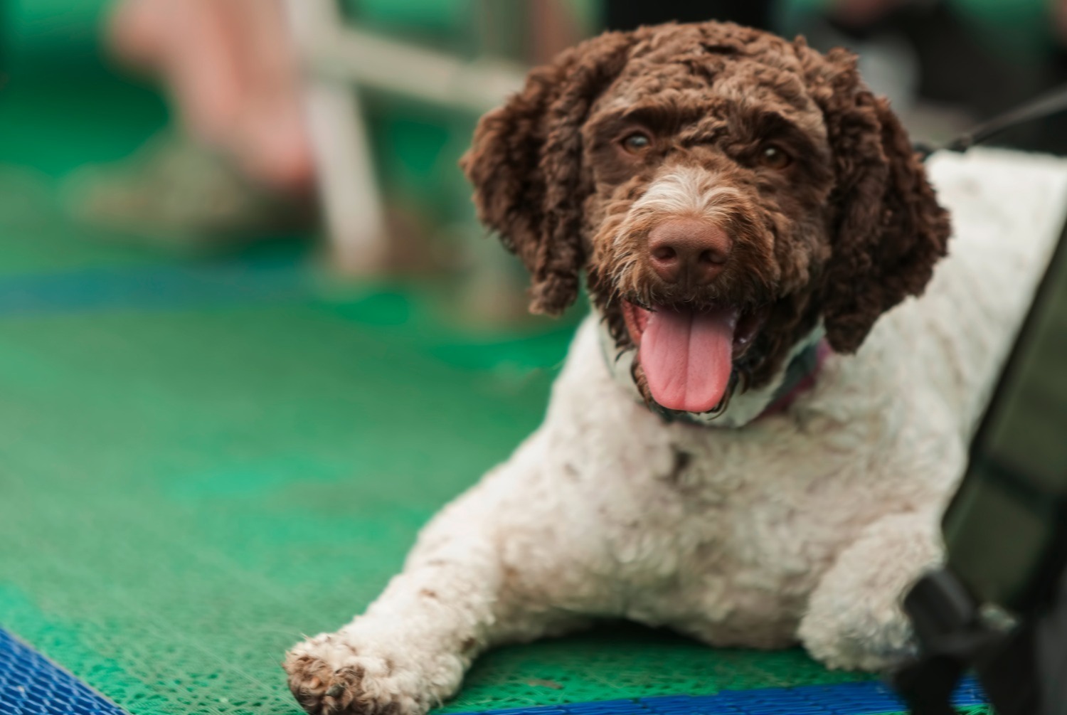 dog photo Barbet