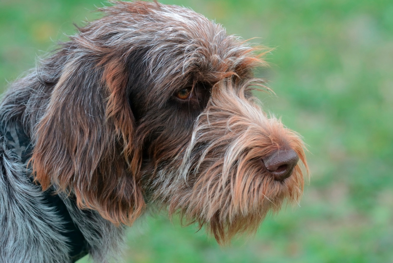 dog photo Barbu tchèque