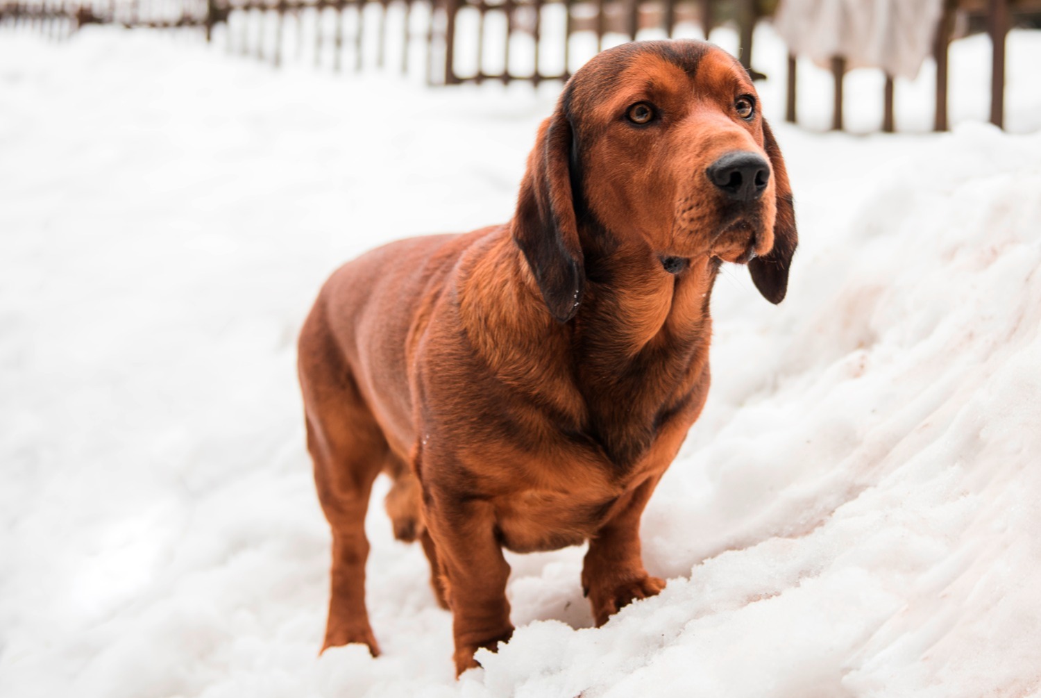 dog photo Basset des Alpes