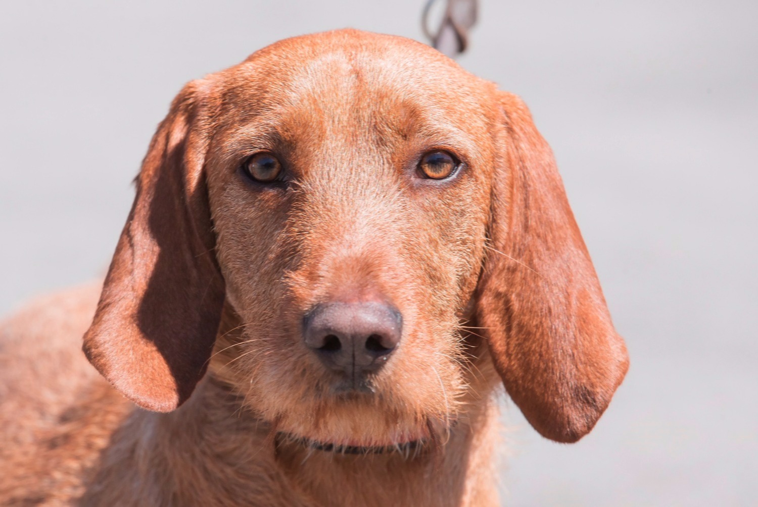 dog photo Basset fauve de Bretagne