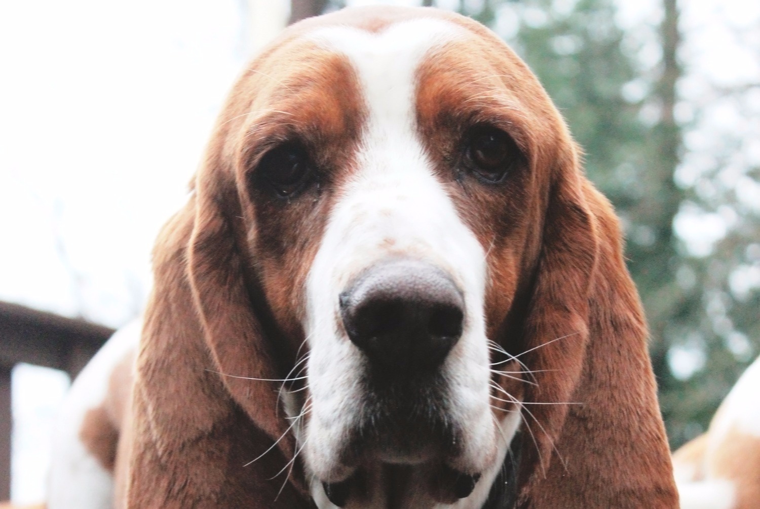 dog photo Basset Hound