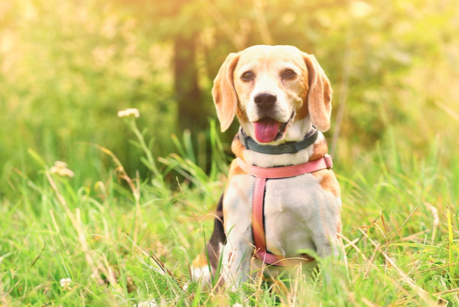 dog photo Beagle