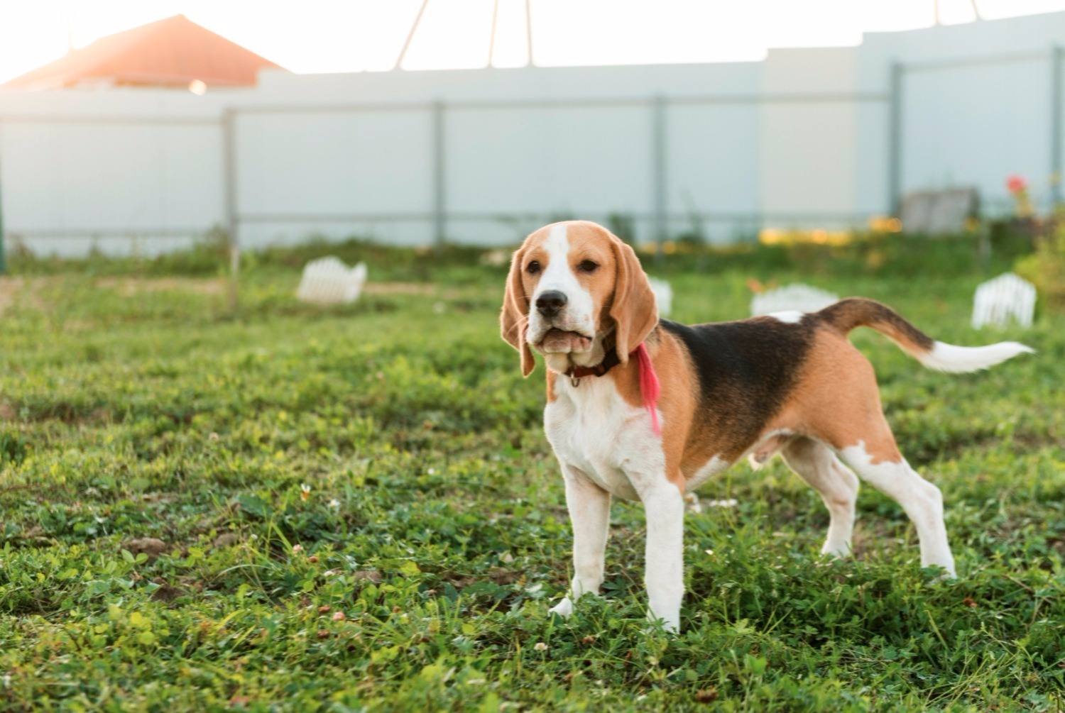 dog photo Beagle