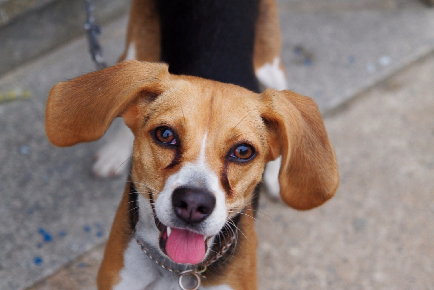 dog photo Beagle-Harrier