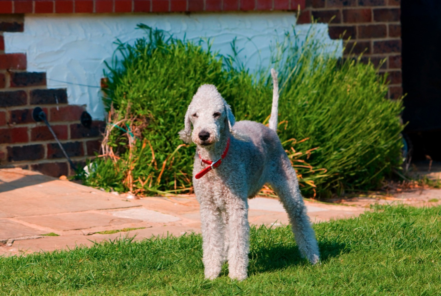 dog photo Bedlington Terrier