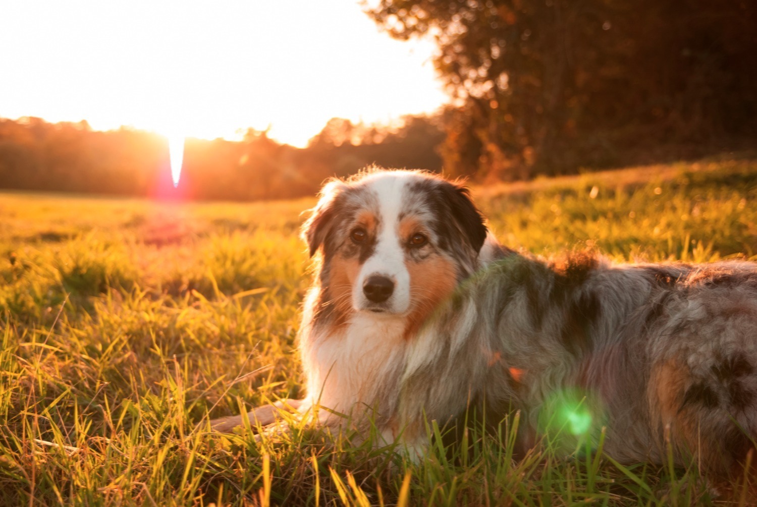 dog photo Berger australien