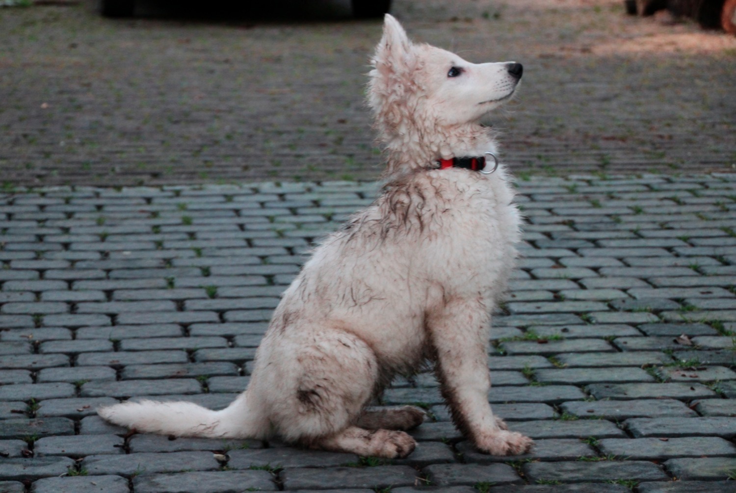 dog photo Berger blanc suisse