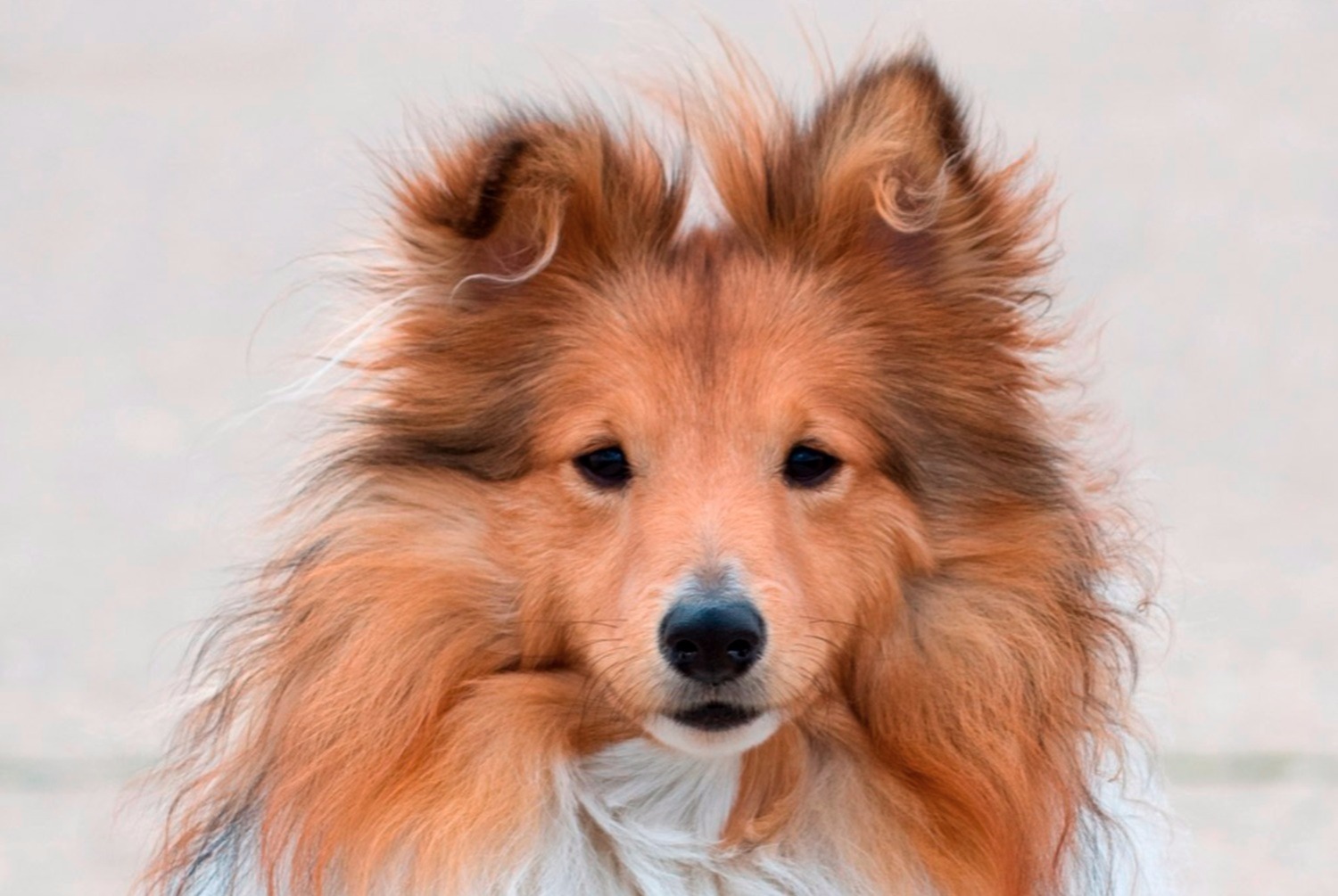 dog photo Berger des Shetland