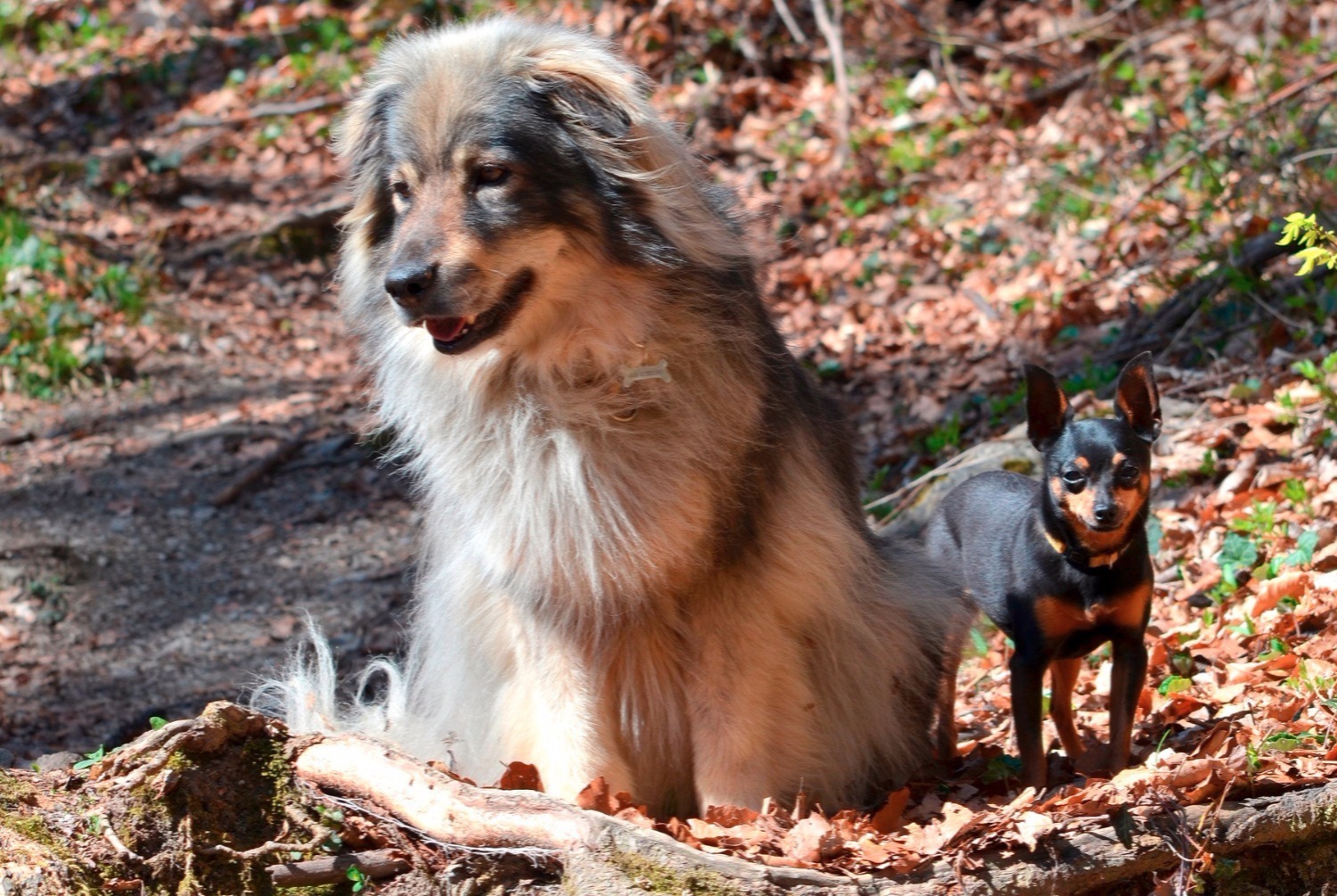 dog photo Berger du massif du Karst