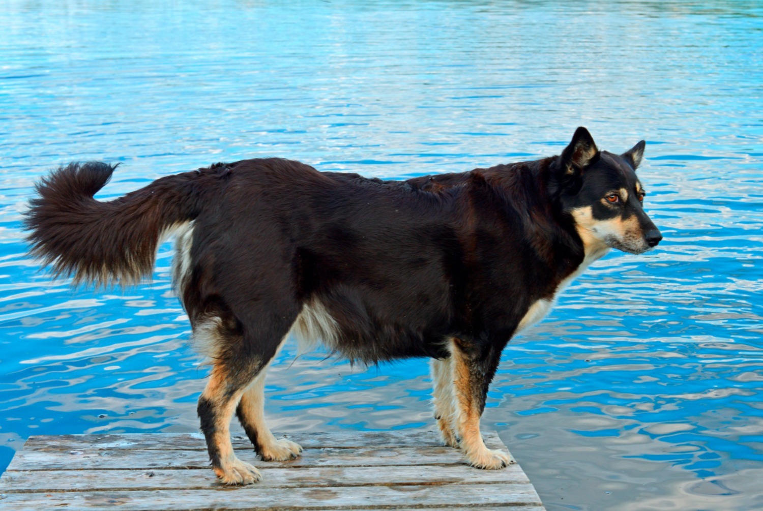 dog photo Berger finnois de Laponie