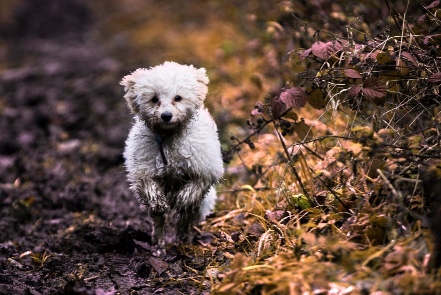 dog photo Bichon bolonais