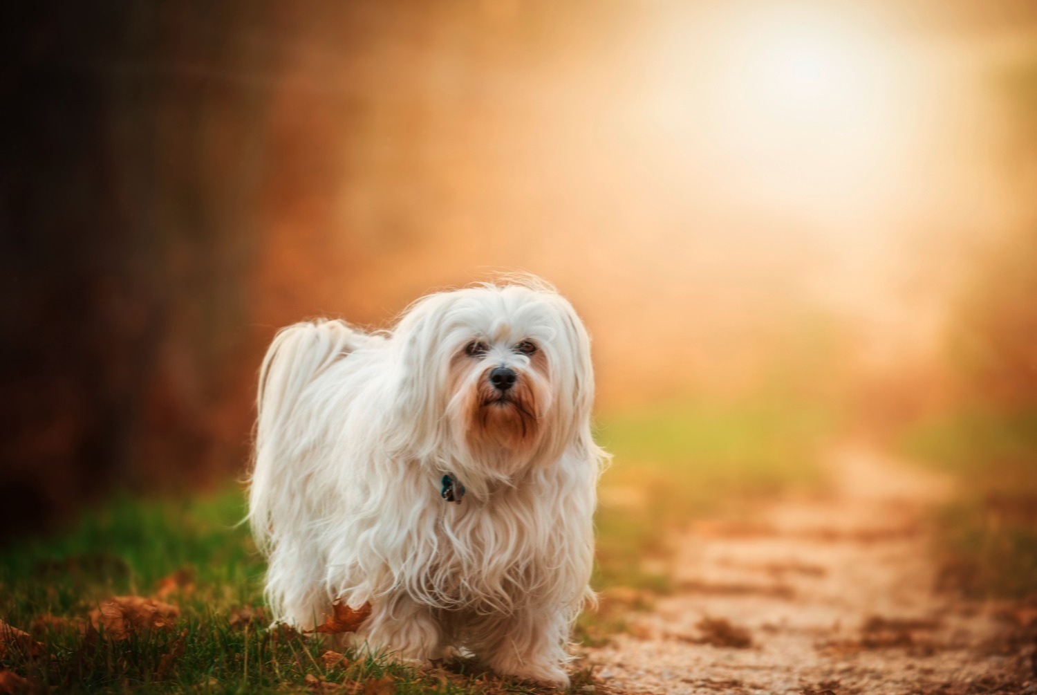 dog photo Bichon havanais