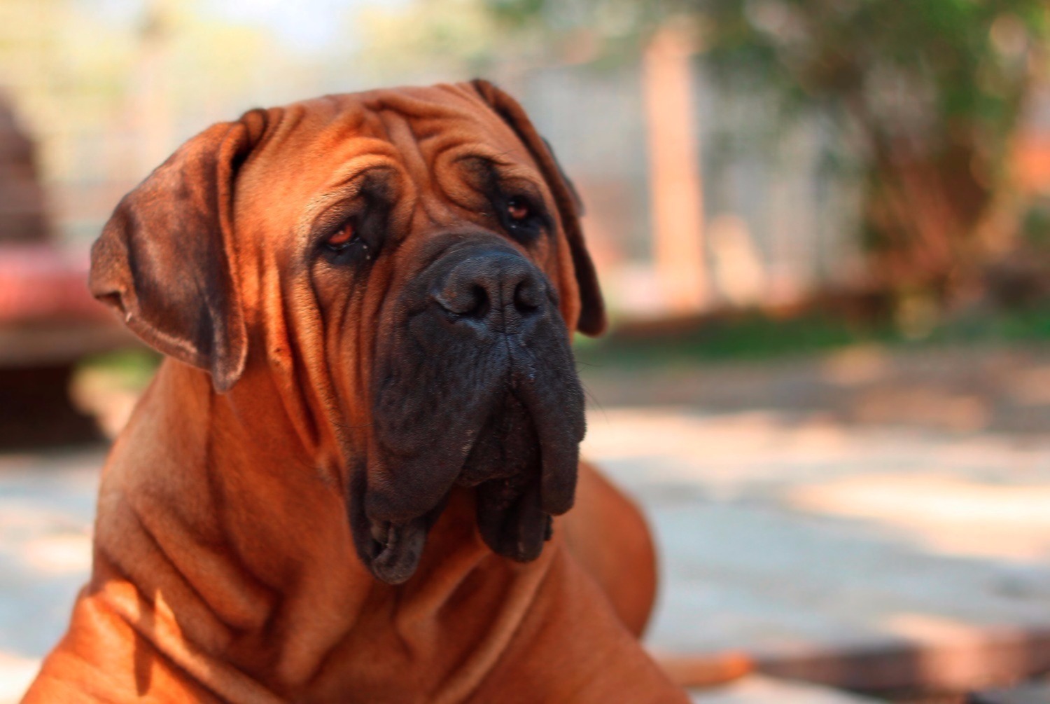 dog photo Boerboel