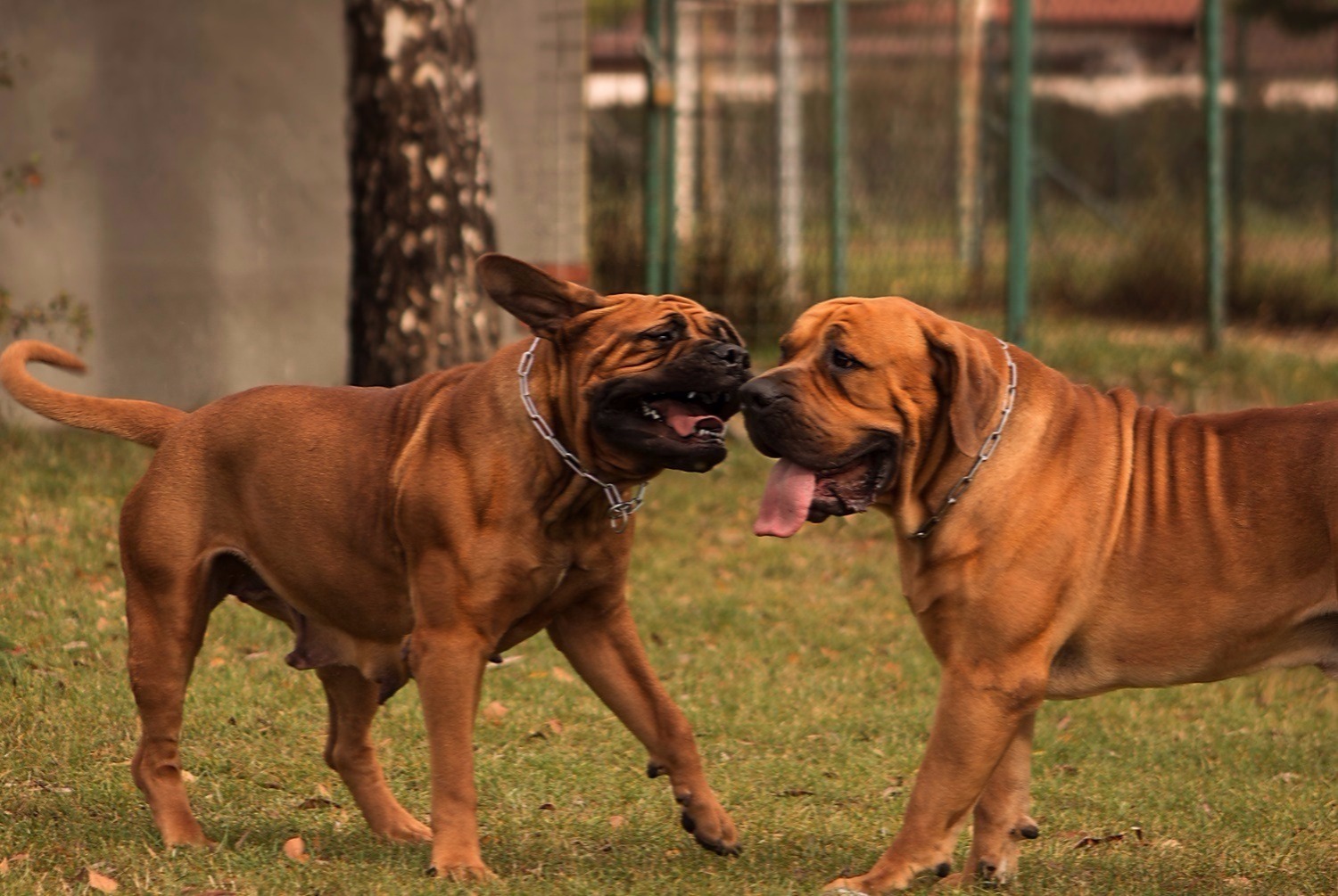 dog photo Boerboel