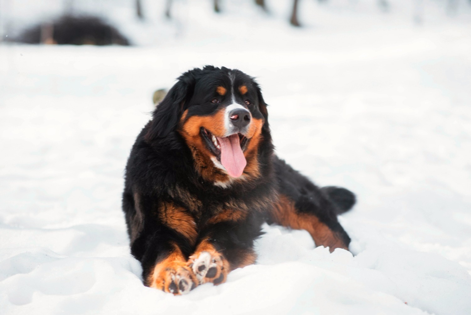 dog photo Bouvier bernois