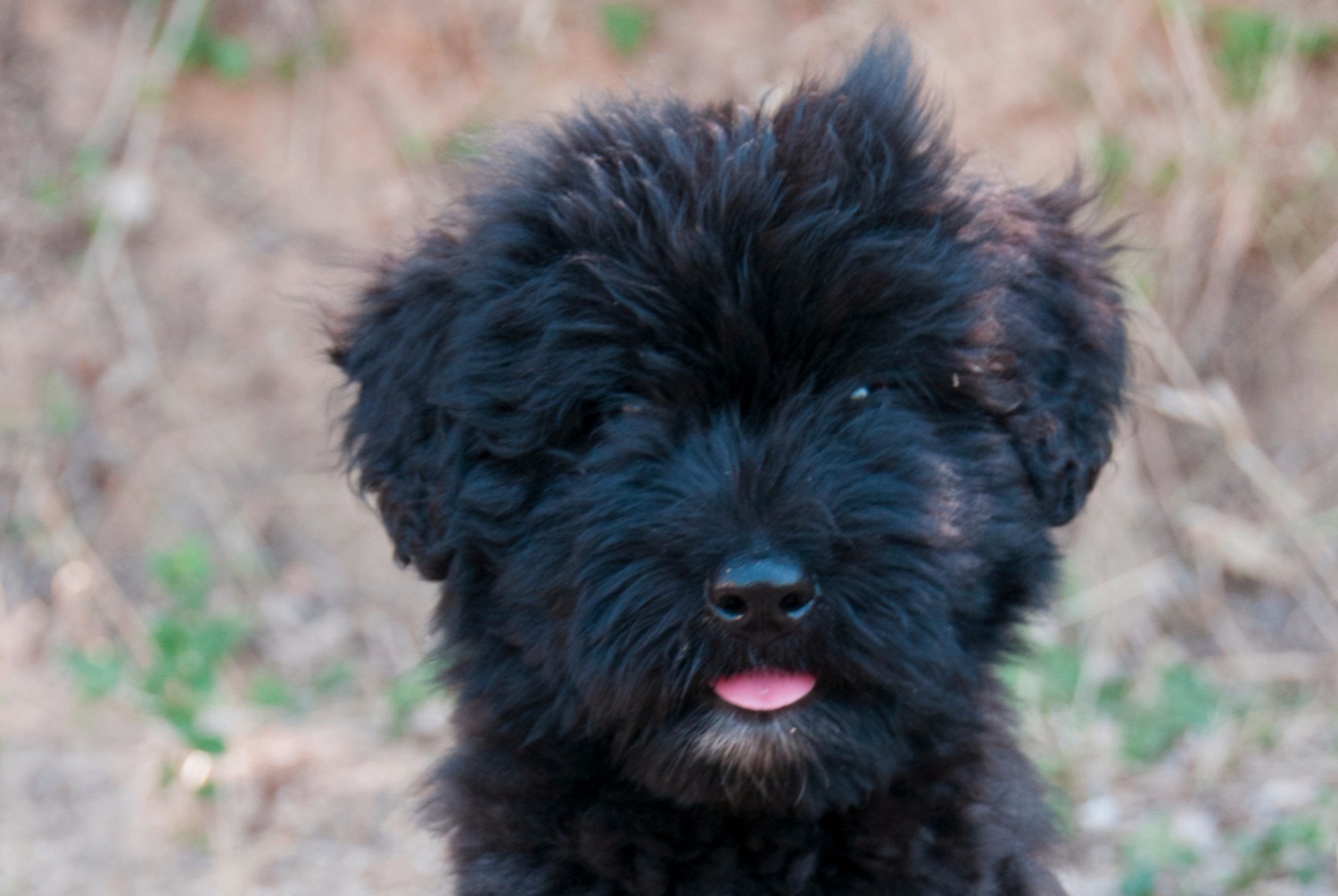 dog photo Bouvier des Flandres