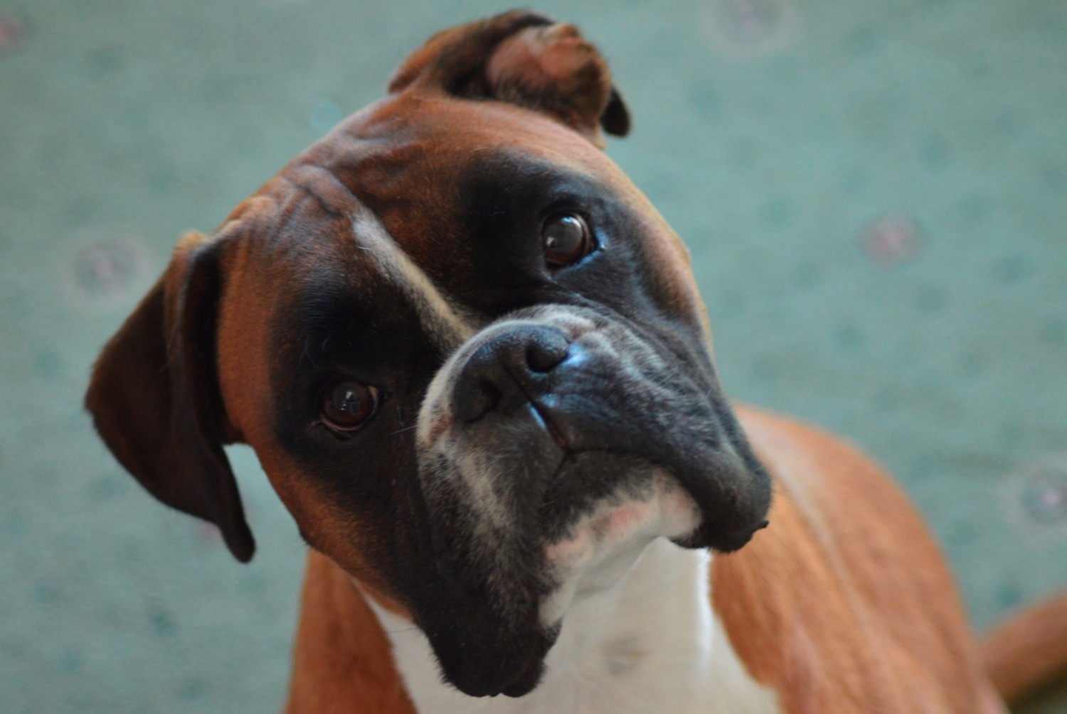 dog photo Boxer