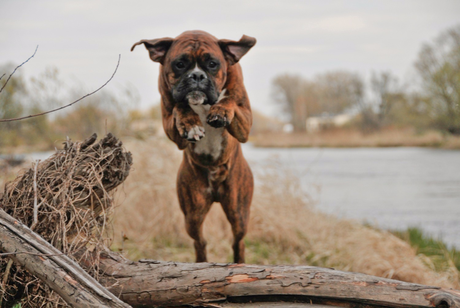 dog photo Boxer