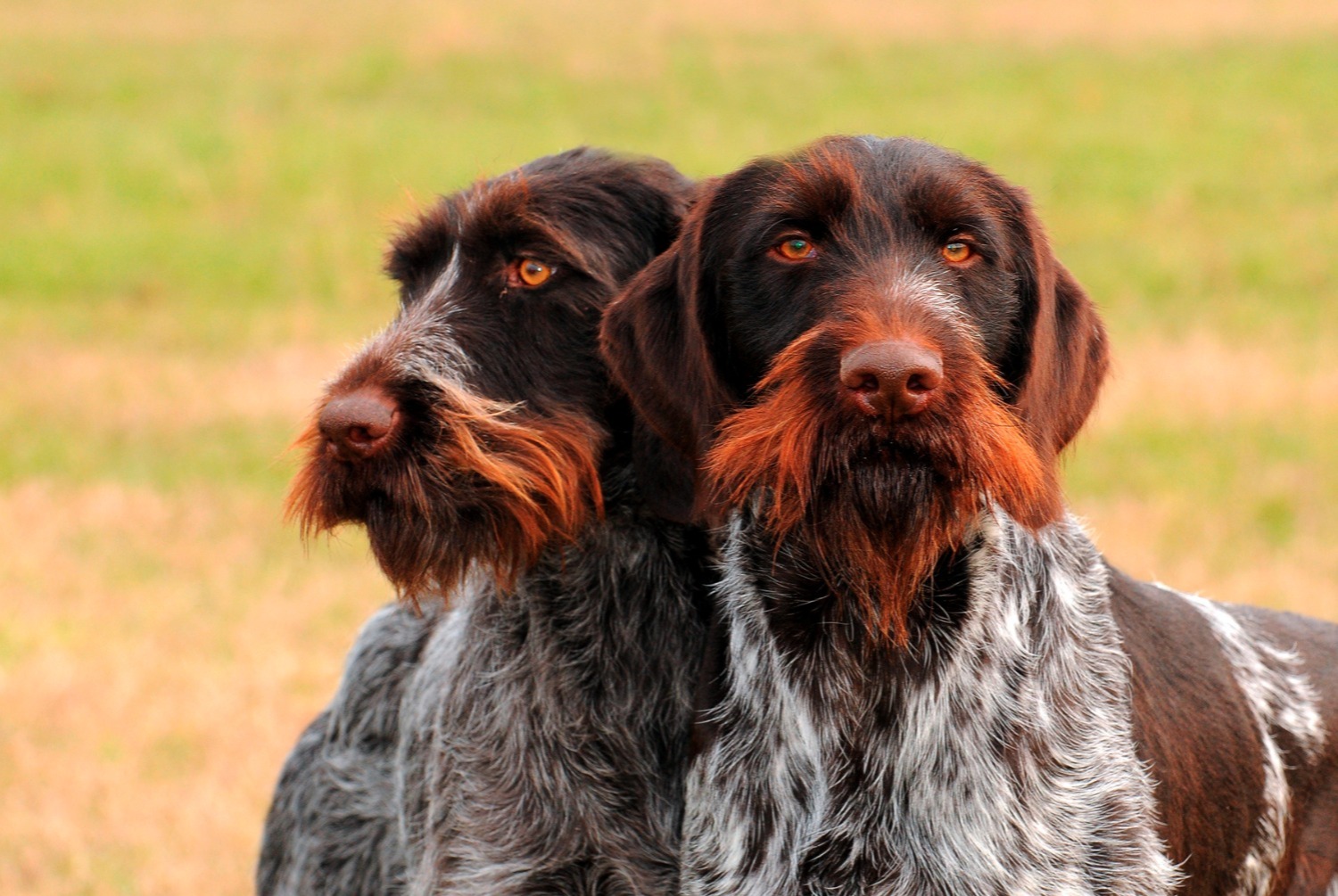 dog photo Braque allemand à poil dur