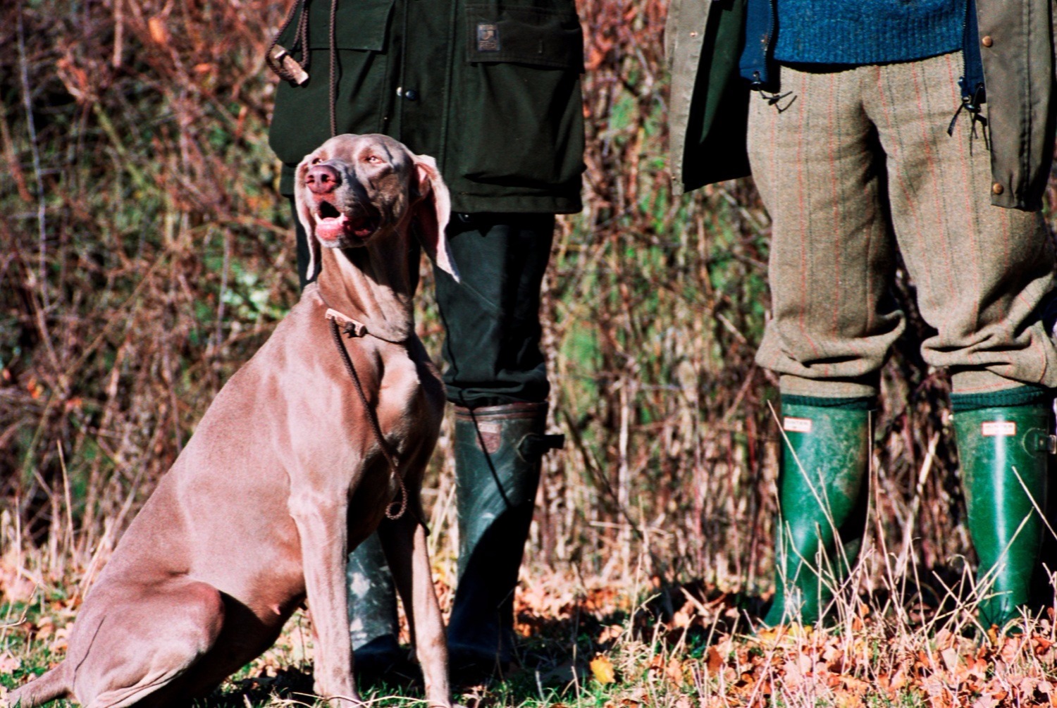 dog photo Braque de Weimar