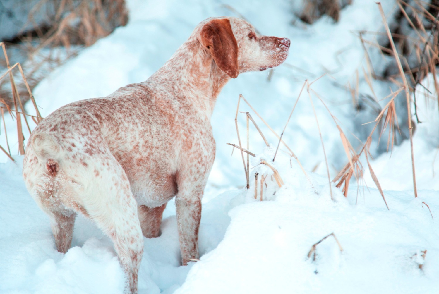 dog photo Braque du Bourbonnais