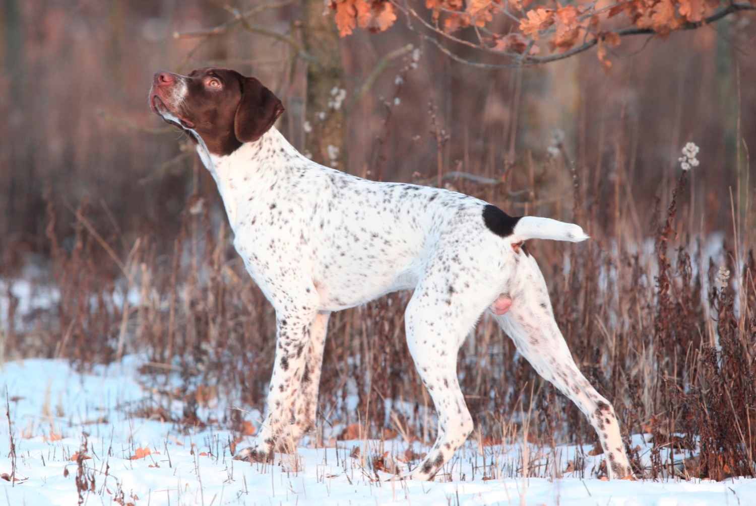 dog photo Braque français