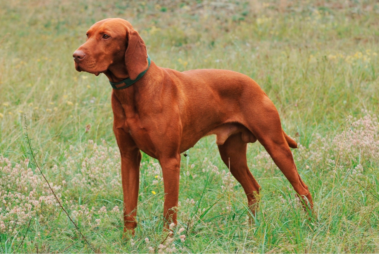 dog photo Braque hongrois à poil court