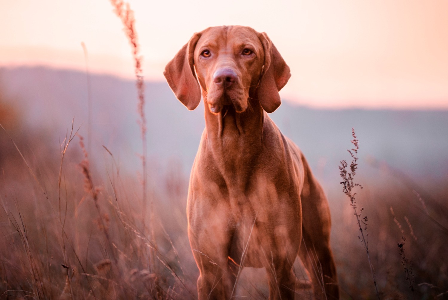 dog photo Braque hongrois à poil dur