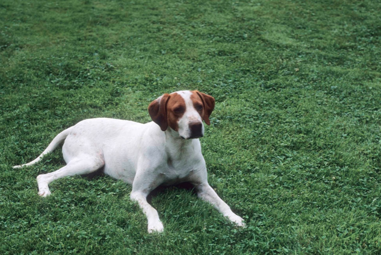dog photo Braque Saint-Germain