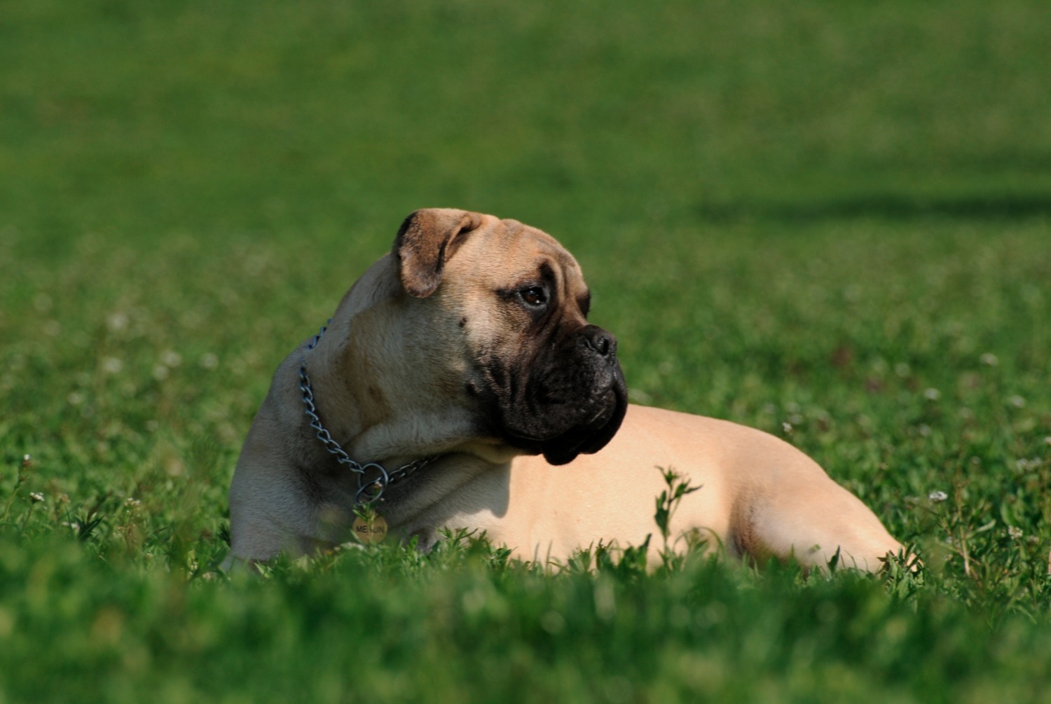 dog photo Bullmastiff